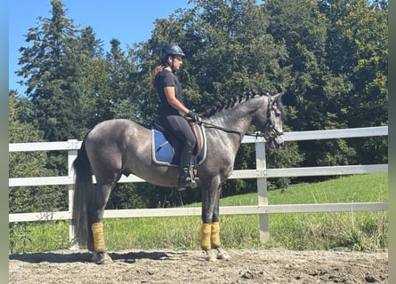 PRE, Hengst, 3 Jahre, 163 cm, Rappschimmel