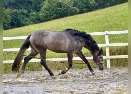 PRE Mix, Hengst, 3 Jahre, 163 cm, Rappschimmel
