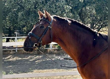 PRE Mix, Hengst, 3 Jahre, 163 cm, Rotbrauner