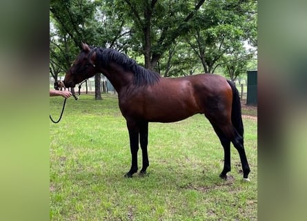 PRE Mix, Hengst, 3 Jahre, 163 cm, Rotbrauner