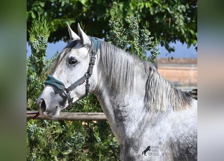 PRE Mix, Hengst, 3 Jahre, 163 cm, Schimmel