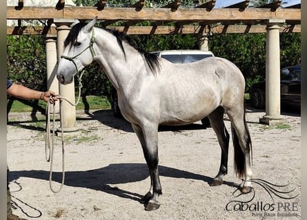 PRE Mix, Hengst, 3 Jahre, 163 cm, Schimmel