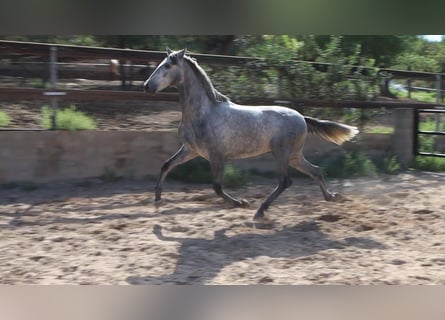 PRE, Hengst, 3 Jahre, 164 cm, Apfelschimmel