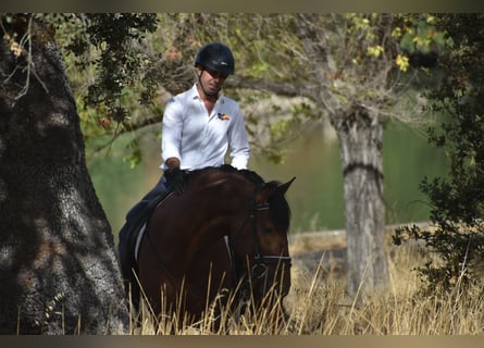 PRE Mix, Hengst, 3 Jahre, 164 cm, Brauner