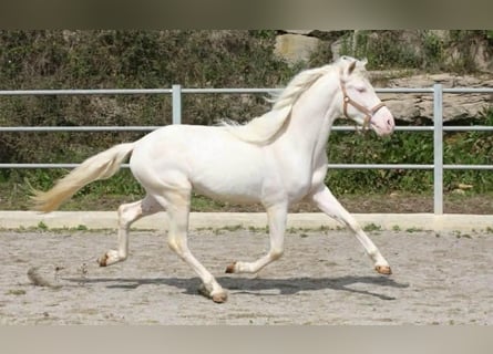PRE, Hengst, 3 Jahre, 164 cm, Cremello