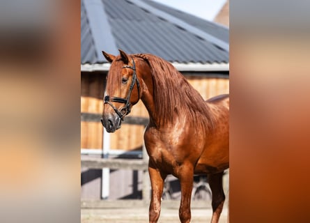 PRE Mix, Hengst, 3 Jahre, 164 cm, Fuchs