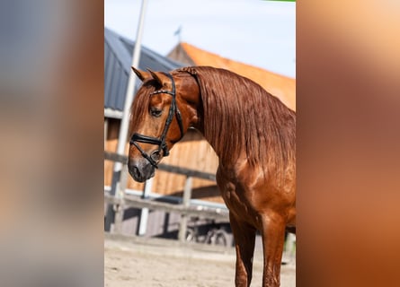 PRE, Hengst, 3 Jahre, 164 cm, Fuchs