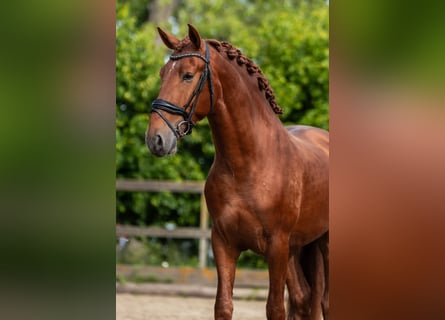 PRE, Hengst, 3 Jahre, 164 cm, Fuchs