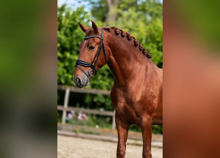 PRE Mix, Hengst, 3 Jahre, 164 cm, Fuchs