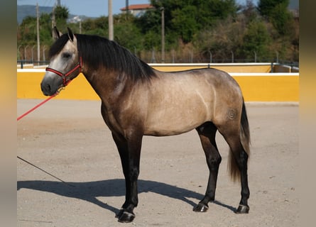 PRE Mix, Hengst, 3 Jahre, 164 cm, Kann Schimmel werden