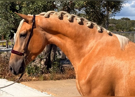 PRE Mix, Hengst, 3 Jahre, 164 cm, Palomino