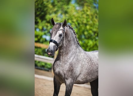 PRE Mix, Hengst, 3 Jahre, 164 cm, Schimmel
