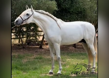 PRE Mix, Hengst, 3 Jahre, 164 cm, Schimmel