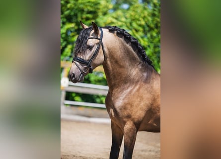 PRE Mix, Hengst, 3 Jahre, 165 cm, Buckskin