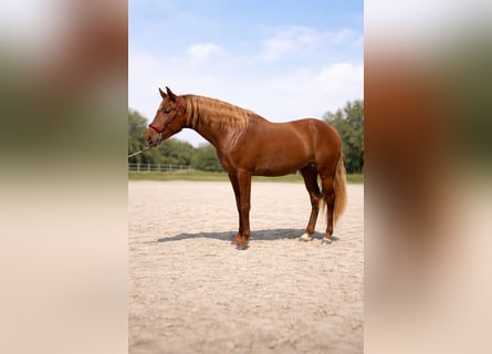 PRE, Hengst, 3 Jahre, 165 cm, Dunkelfuchs