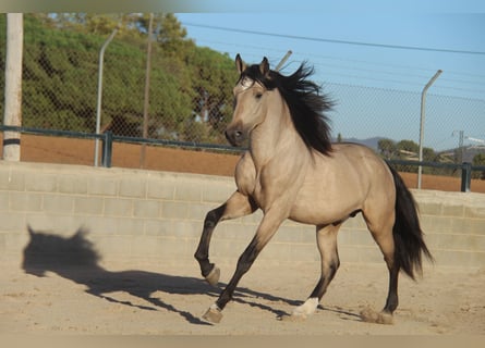PRE Mix, Hengst, 3 Jahre, 165 cm, Falbe