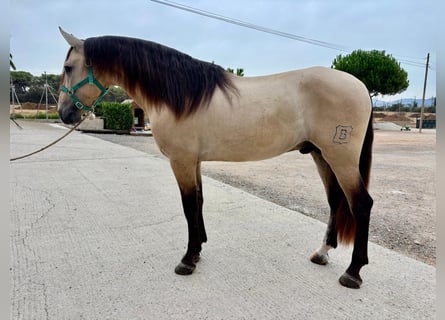 PRE Mix, Hengst, 3 Jahre, 165 cm, Falbe