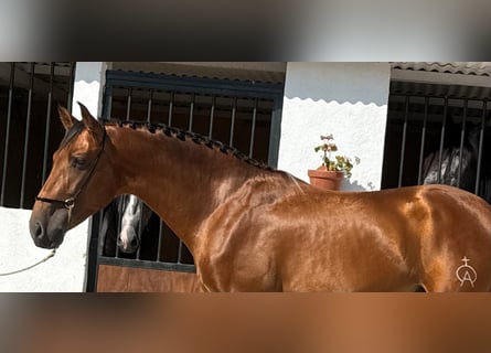 PRE Mix, Hengst, 3 Jahre, 165 cm, Hellbrauner