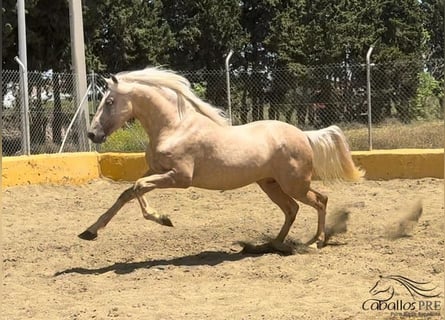 PRE, Hengst, 3 Jahre, 165 cm, Palomino