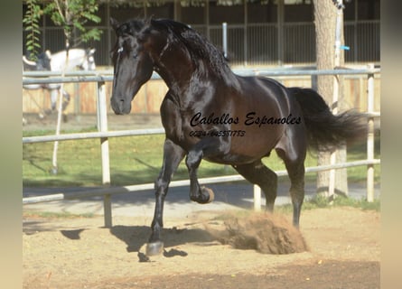 PRE, Hengst, 3 Jahre, 165 cm, Rappe