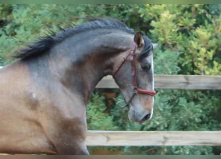 PRE Mix, Hengst, 3 Jahre, 165 cm, Rotschimmel