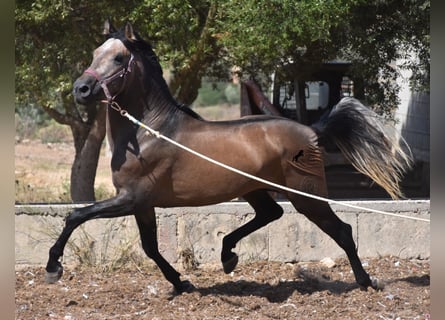 PRE, Hengst, 3 Jahre, 165 cm, Rotschimmel