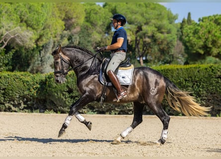 PRE Mix, Hengst, 3 Jahre, 165 cm, Schimmel