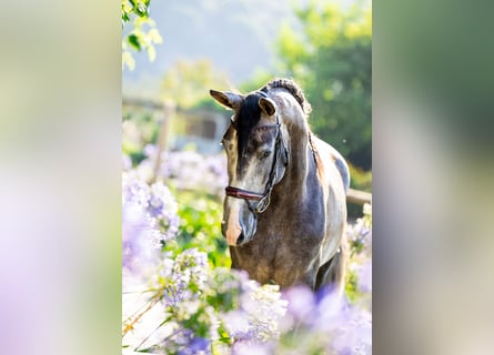 PRE, Hengst, 3 Jahre, 165 cm, Schimmel