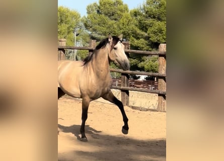 PRE Mix, Hengst, 3 Jahre, 166 cm, Buckskin