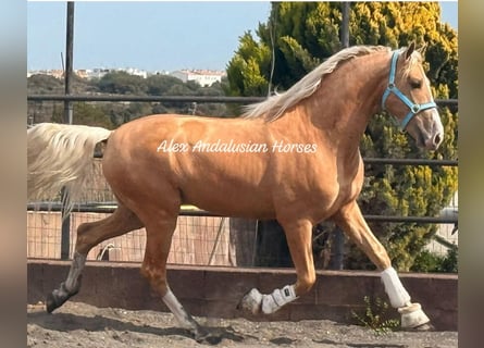 PRE Mix, Hengst, 3 Jahre, 166 cm, Palomino