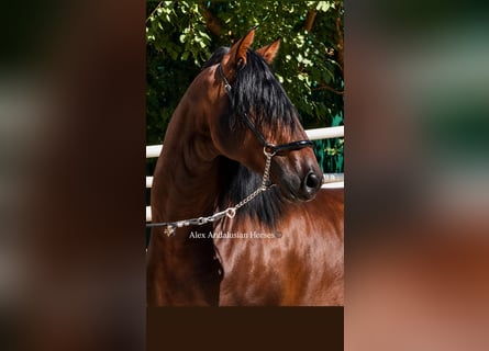 PRE Mix, Hengst, 3 Jahre, 167 cm, Dunkelbrauner