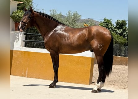 PRE Mix, Hengst, 3 Jahre, 167 cm, Dunkelbrauner