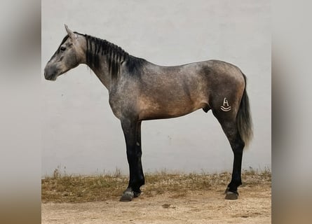 PRE Mix, Hengst, 3 Jahre, 168 cm, Apfelschimmel