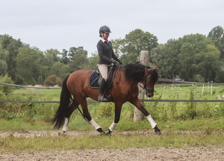 PRE, Hengst, 3 Jahre, 168 cm, Brauner