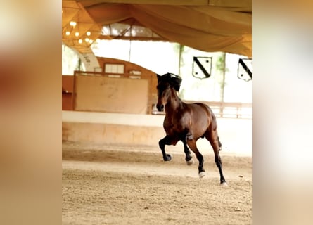 PRE Mix, Hengst, 3 Jahre, 168 cm, Brauner