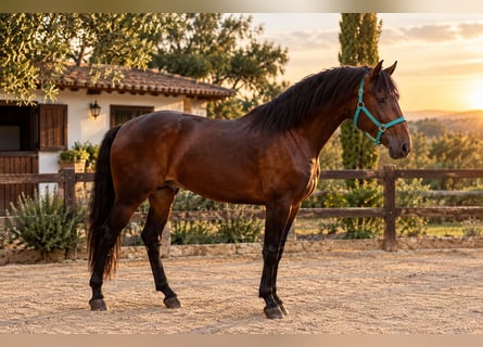 PRE Mix, Hengst, 3 Jahre, 168 cm, Brauner