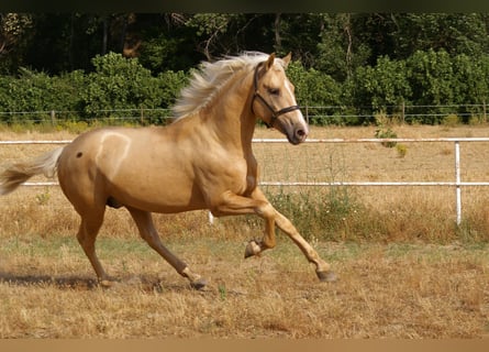 PRE Mix, Hengst, 3 Jahre, 168 cm, Palomino