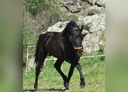 PRE, Hengst, 3 Jahre, 168 cm, Rappe