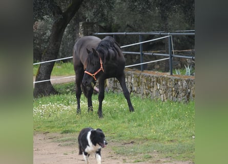 PRE, Hengst, 3 Jahre, 168 cm, Rappe