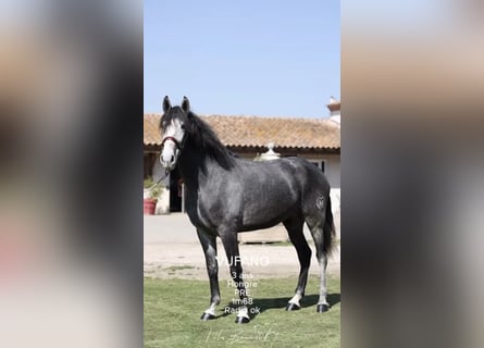 PRE, Hengst, 3 Jahre, 168 cm, Schimmel