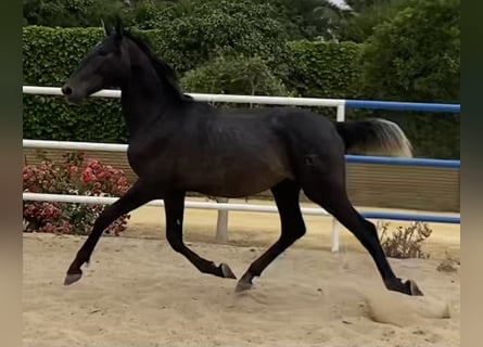 PRE Mix, Hengst, 3 Jahre, 168 cm, Schimmel