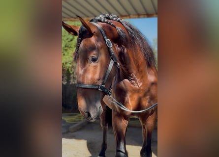 PRE, Hengst, 3 Jahre, 170 cm, Brauner