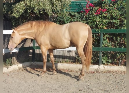 PRE Mix, Hengst, 3 Jahre, 170 cm, Champagne