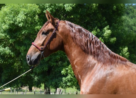 PRE Mix, Hengst, 3 Jahre, 170 cm, Fuchs