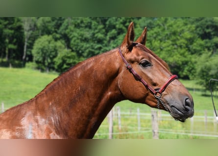 PRE Mix, Hengst, 3 Jahre, 170 cm, Fuchs
