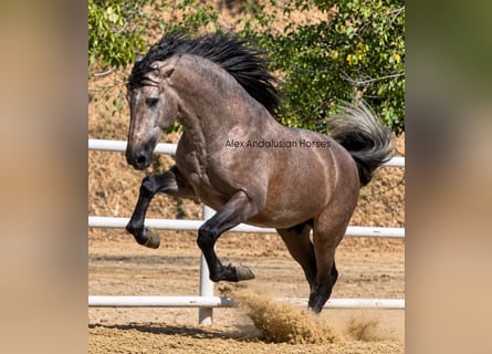 PRE Mix, Hengst, 3 Jahre, 170 cm, Schimmel