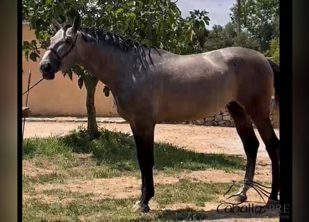 PRE Mix, Hengst, 3 Jahre, 170 cm, Schimmel