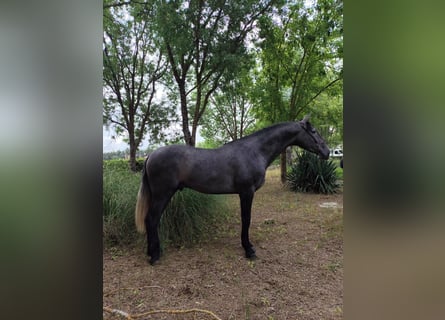 PRE, Hengst, 3 Jahre, 172 cm, Schimmel