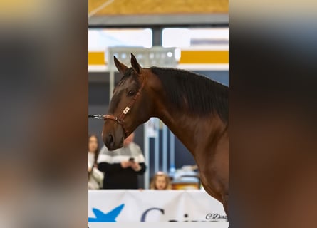 PRE Mix, Hengst, 3 Jahre, 173 cm, Hellbrauner