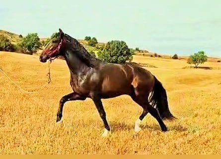 PRE Mix, Hengst, 3 Jahre, 174 cm, Brauner